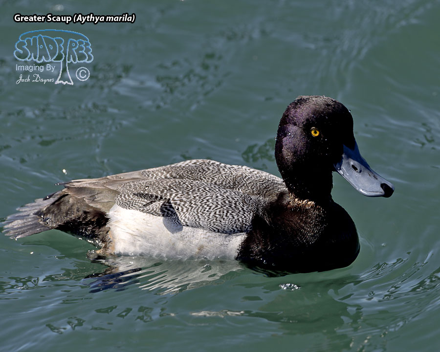 Lesser Scaup - Aythya affinis