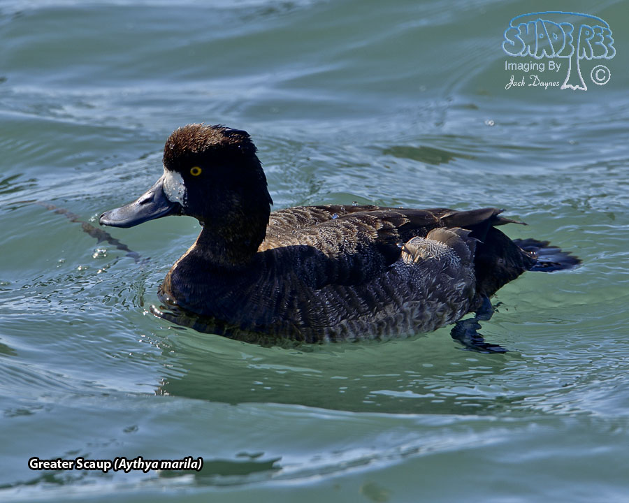 Lesser Scaup - Aythya affinis