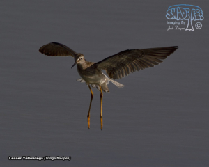 Memories of Henderson Bird Viewing Preserve