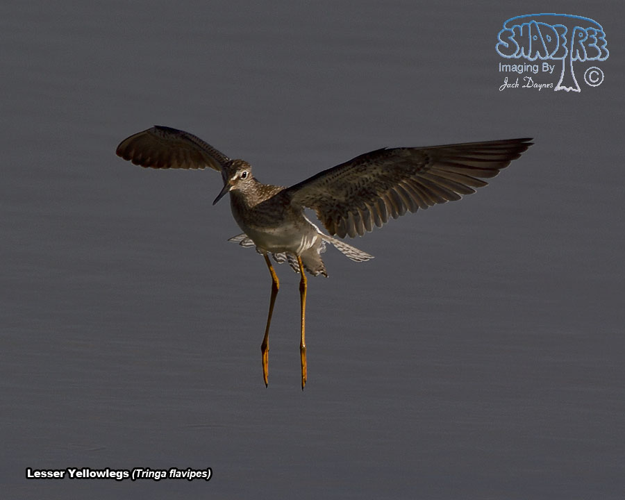 Lesser Yellowlegs - Tringa flavipes