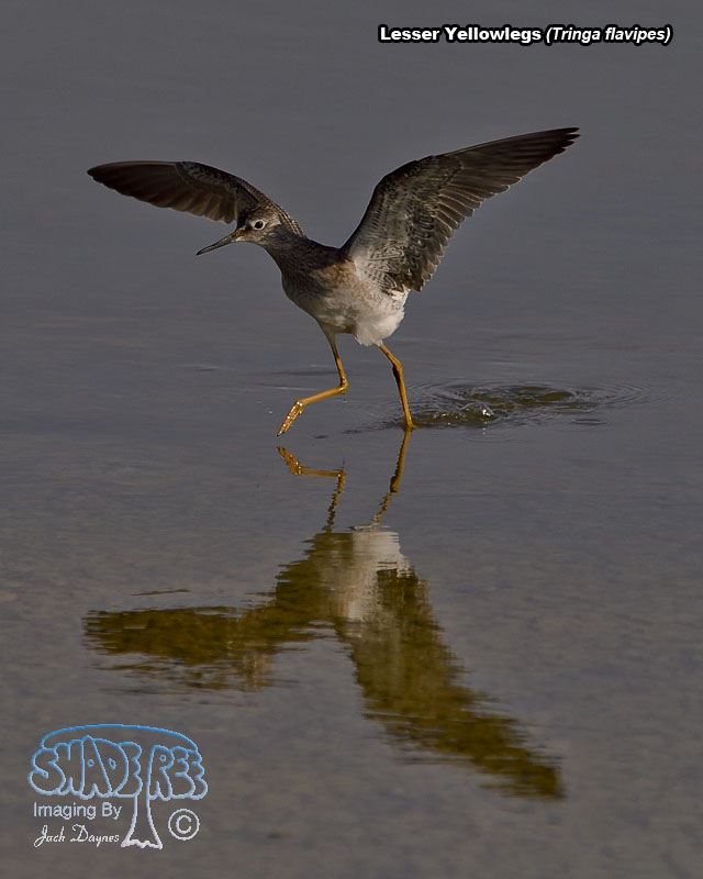 Lesser Yellowlegs - Tringa flavipes