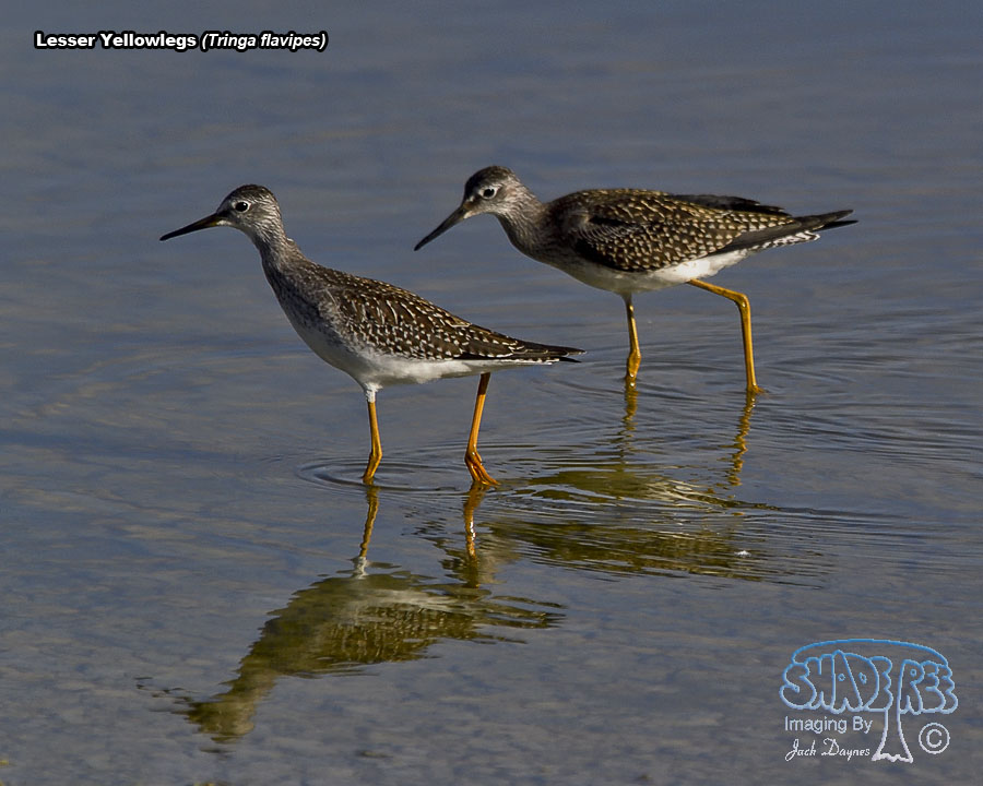 Lesser Yellowlegs - Tringa flavipes