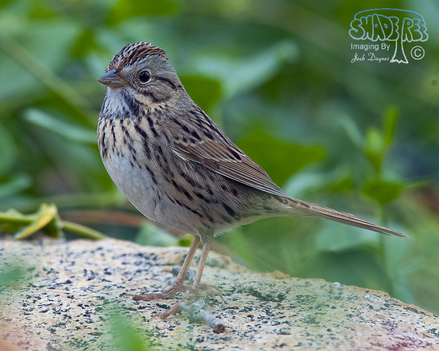 Lincoln's Sparrow - Melospiza lincolnii
