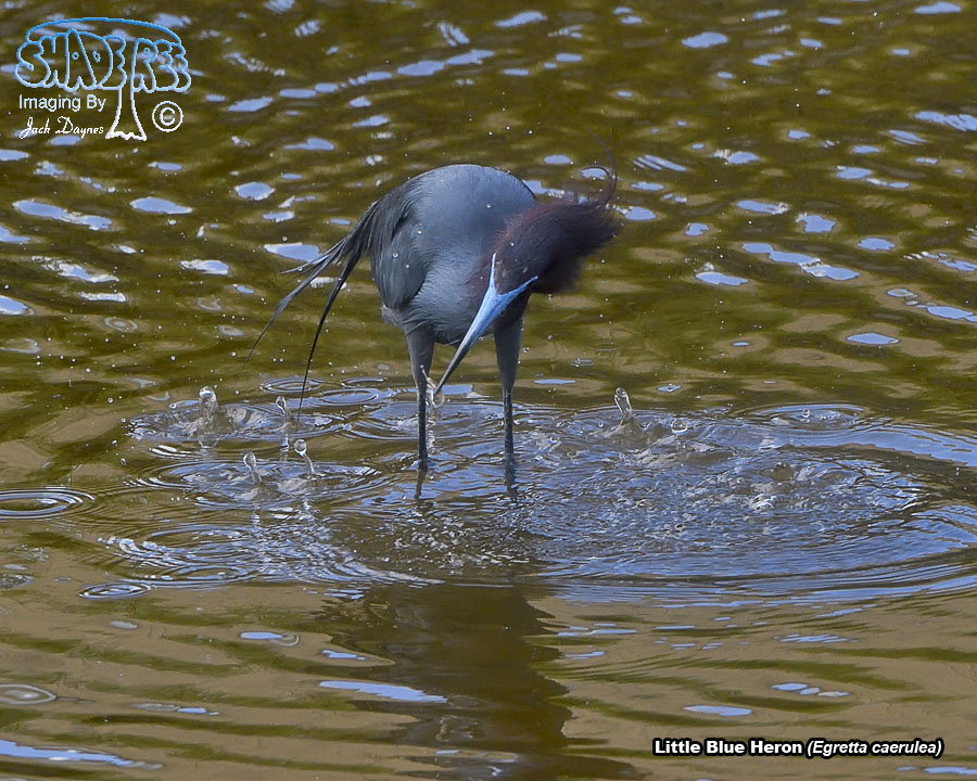 Little Blue Heron - Egretta caerulea