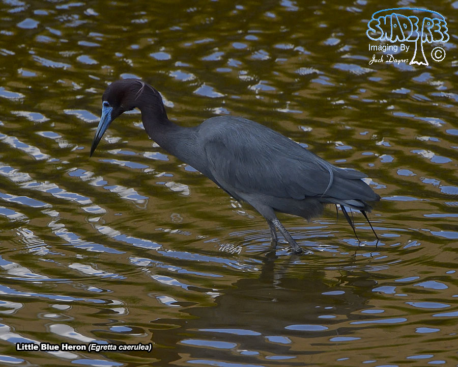 Little Blue Heron - Egretta caerulea