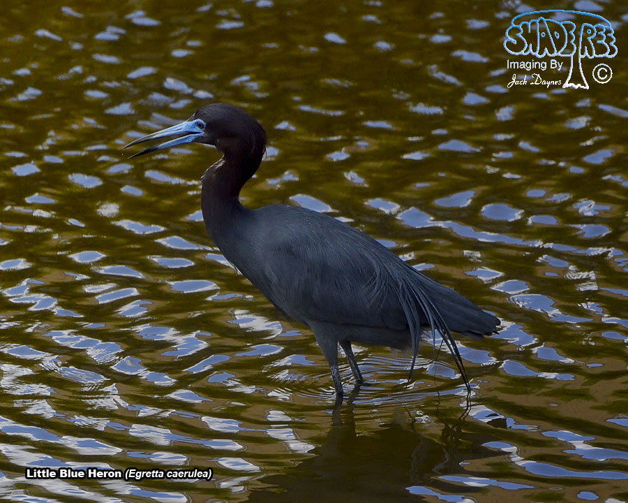Little Blue Heron - Egretta caerulea