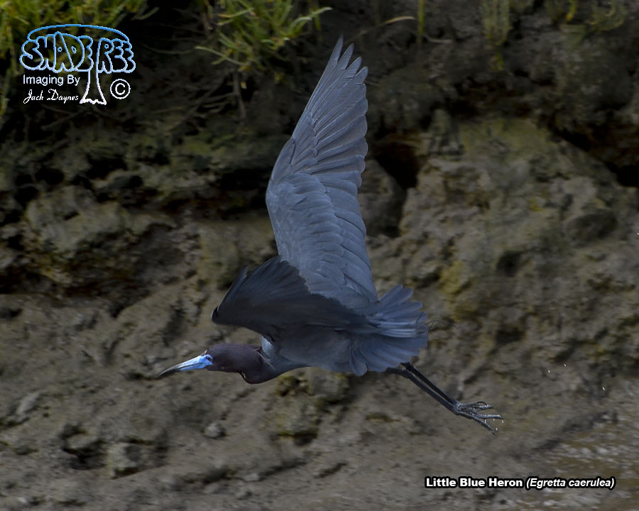 Little Blue Heron - Egretta caerulea
