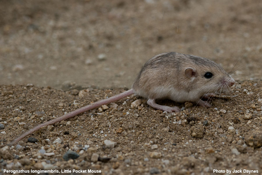 Palm Springs Little Pocket Mouse - Perognathus longimembris