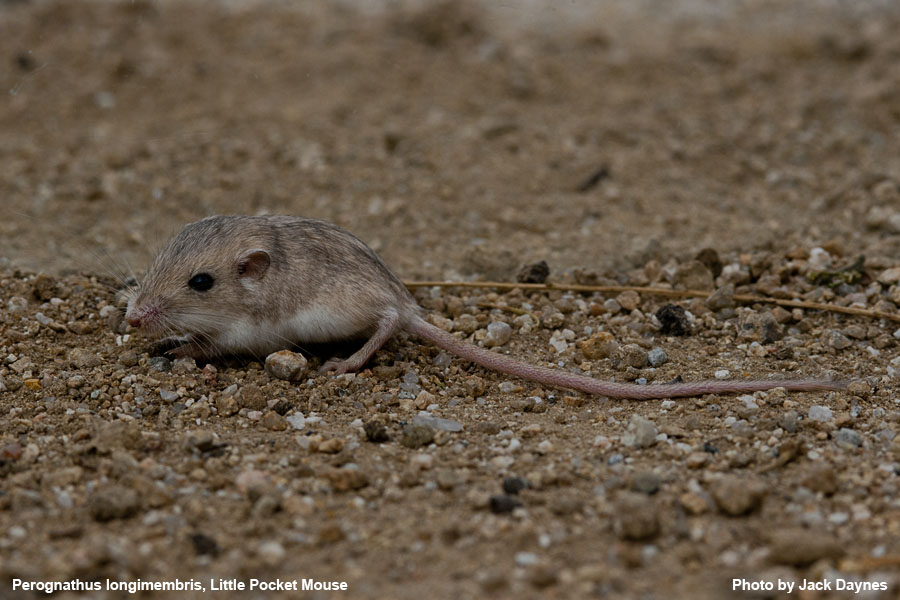 Palm Springs Little Pocket Mouse - Perognathus longimembris