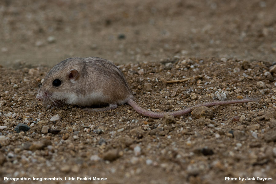 Palm Springs Little Pocket Mouse - Perognathus longimembris