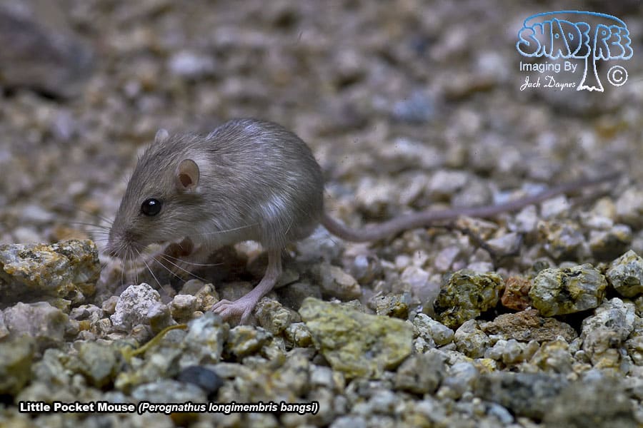 Little Pocket Mouse - Perognathus longimembris bangsi