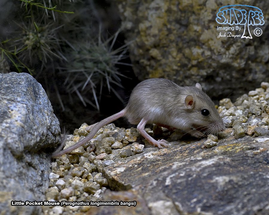 Little Pocket Mouse - Perognathus longimembris bangsi