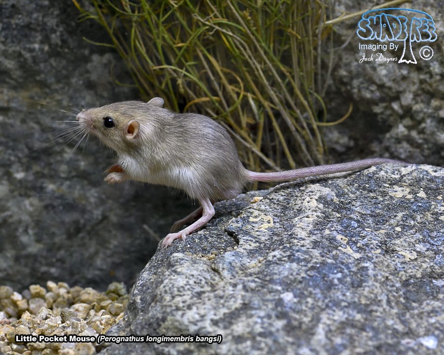 Little Pocket Mouse - Perognathus longimembris bangsi