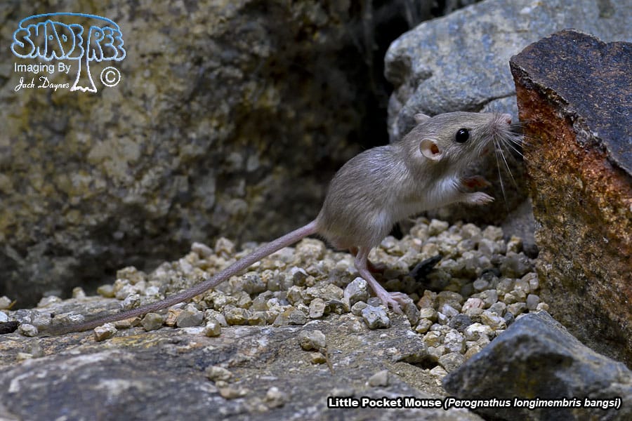 Little Pocket Mouse - Perognathus longimembris bangsi