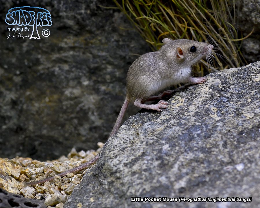 Little Pocket Mouse - Perognathus longimembris bangsi