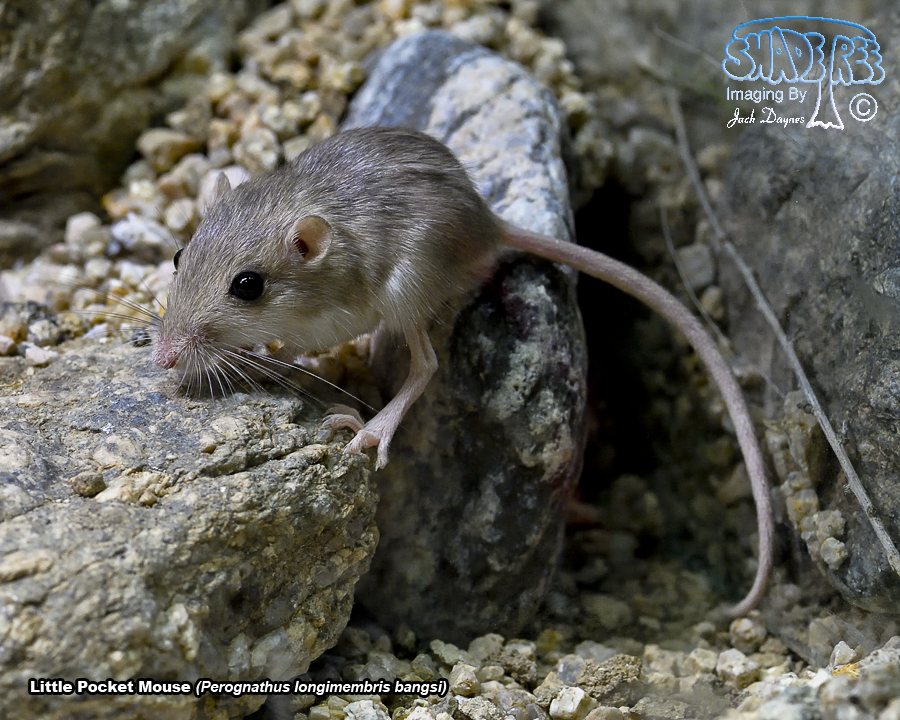 Little Pocket Mouse - Perognathus longimembris bangsi