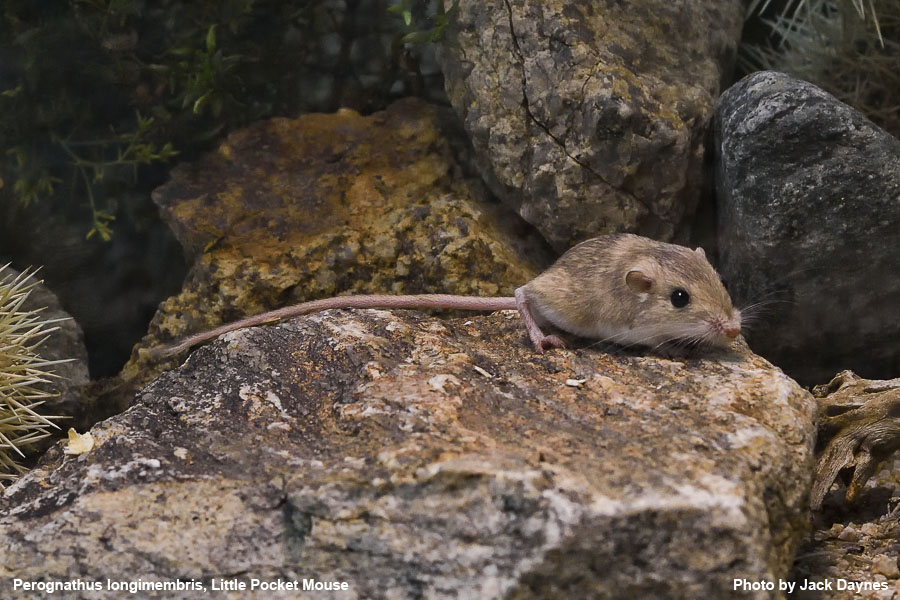 Palm Springs Little Pocket Mouse - Perognathus longimembris