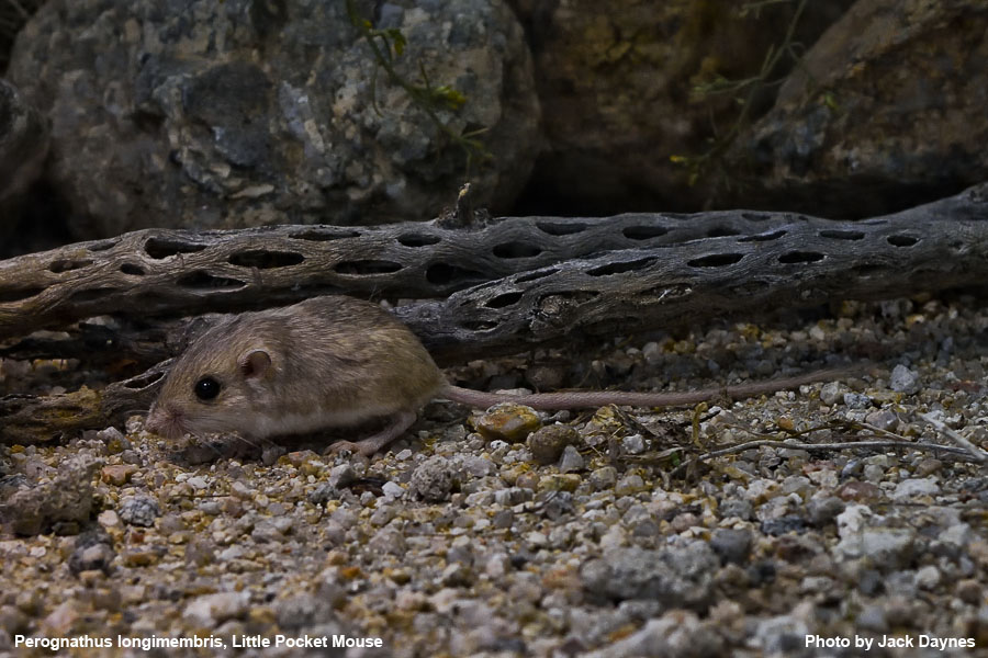 Palm Springs Little Pocket Mouse - Perognathus longimembris
