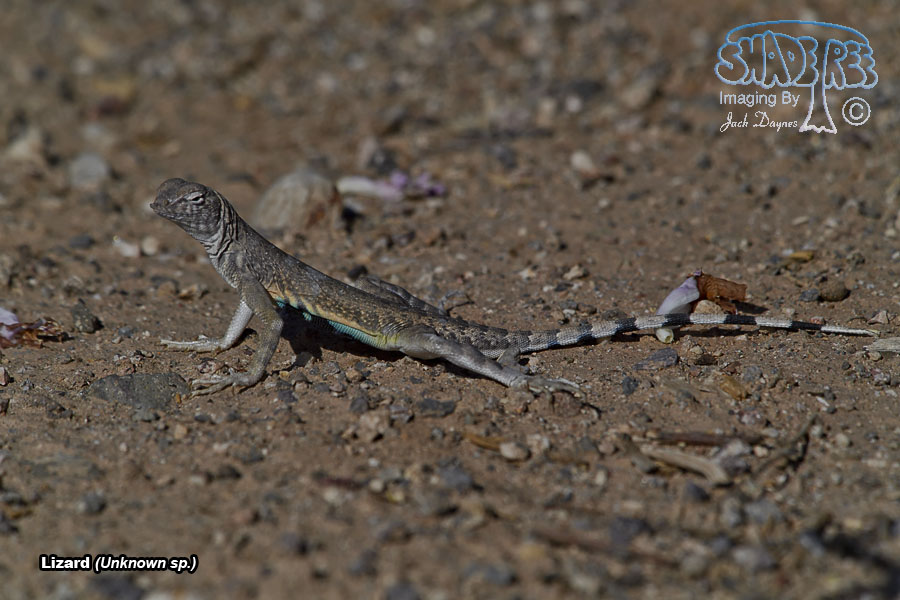 Unknown Lizard