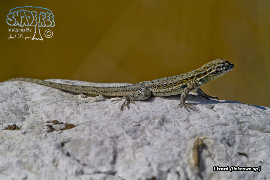 Lizard - Unknown sp.