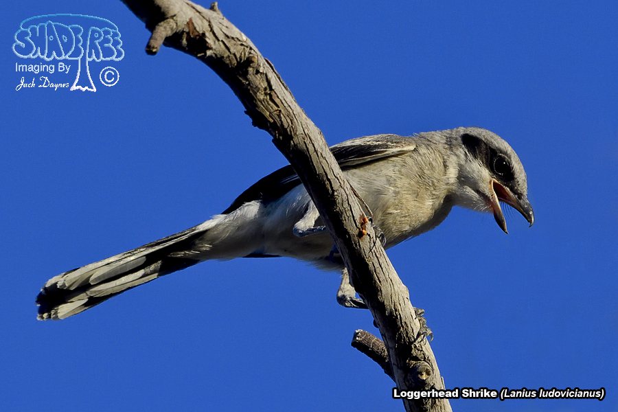 Loggerhead Shrike - Lanius ludovicianus
