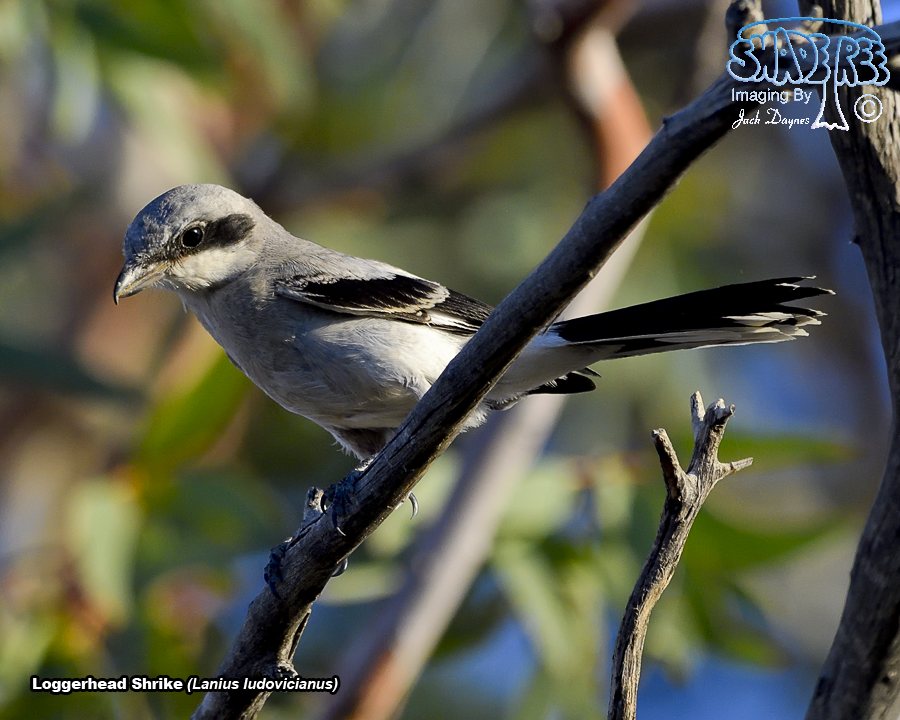 Loggerhead Shrike - Lanius ludovicianus