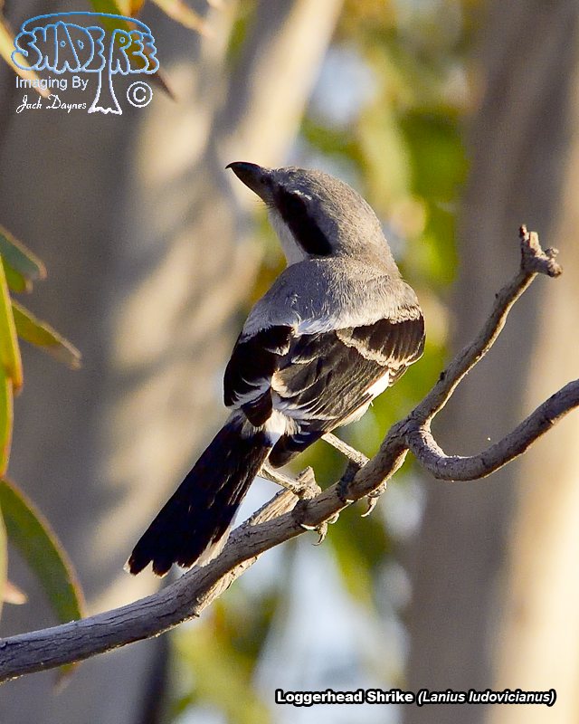 Loggerhead Shrike - Lanius ludovicianus