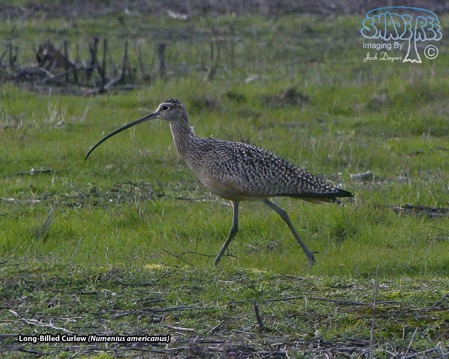 Long-Billed Curlew - Numenius americanus