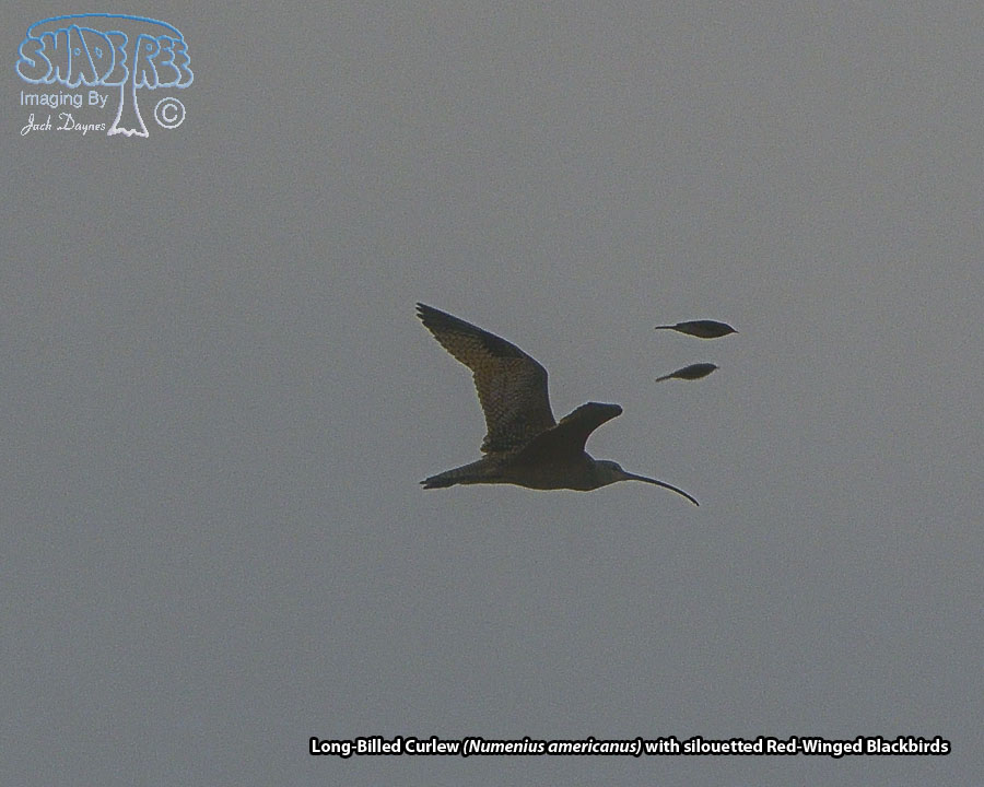 Long-Billed Curlew - Numenius americanus
