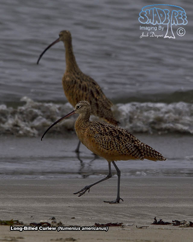 Long-Billed Curlew - Numenius americanus