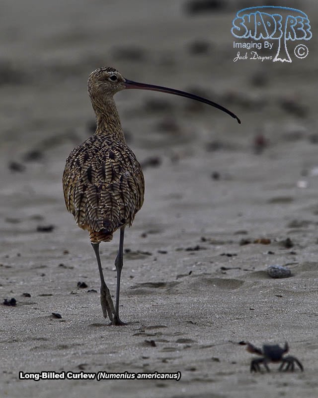 Long-Billed Curlew - Numenius americanus