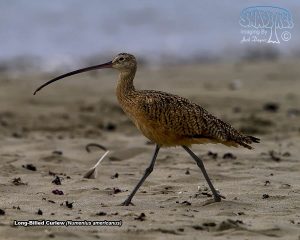 2017-09-17 Sunday in Morro Bay
