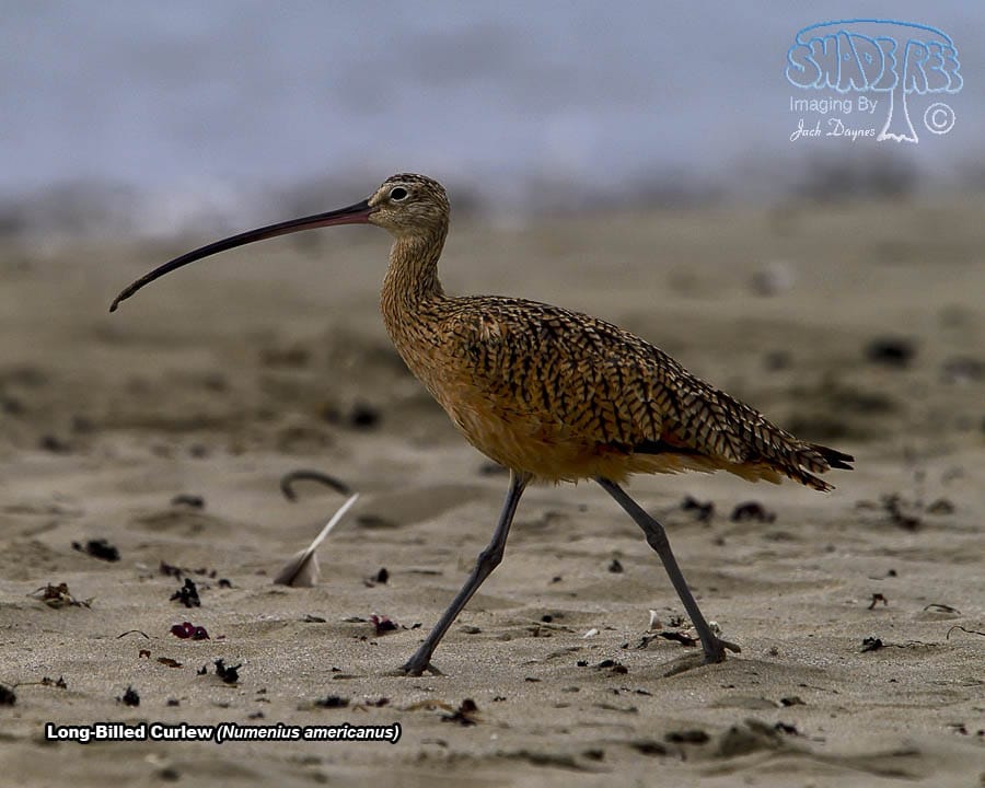 Long-Billed Curlew - Numenius americanus