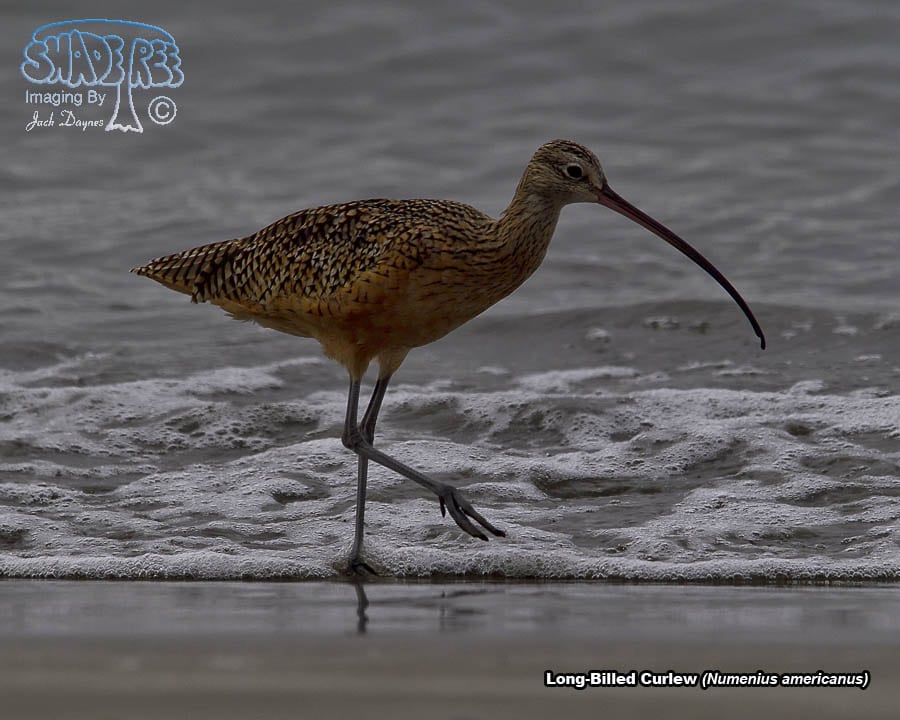 Long-Billed Curlew - Numenius americanus