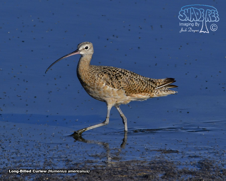 Long-Billed Curlew - Numenius americanus