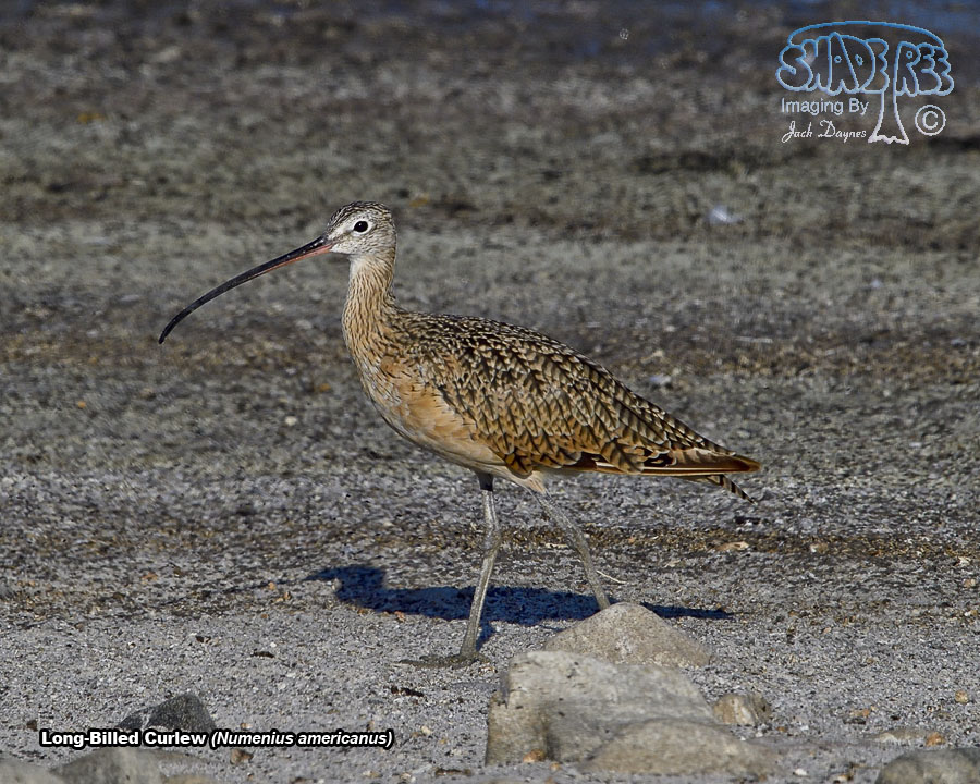 Long-Billed Curlew - Numenius americanus