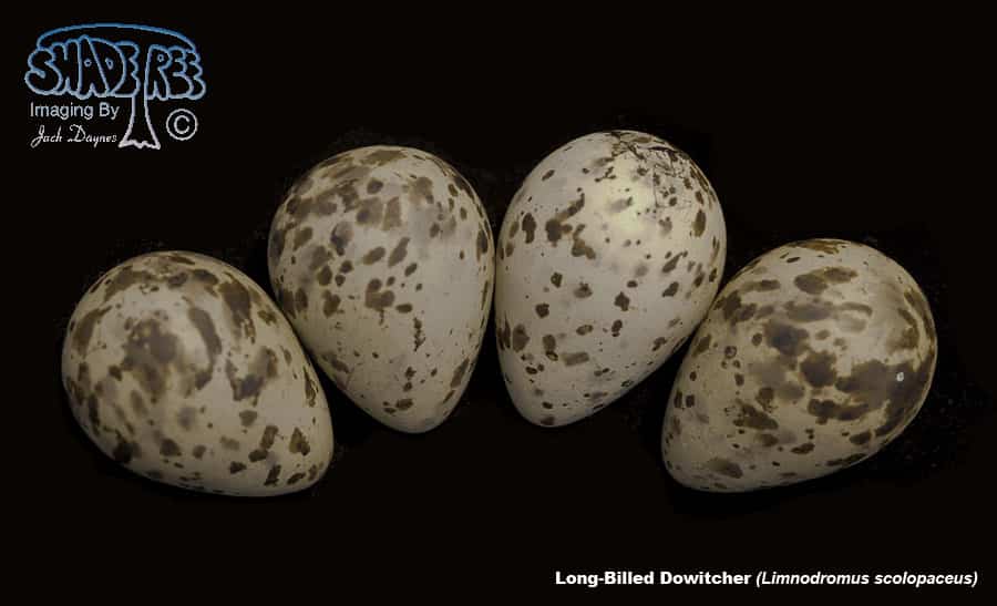 Long-Billed Dowitcher - Limnodromus scolopaceus