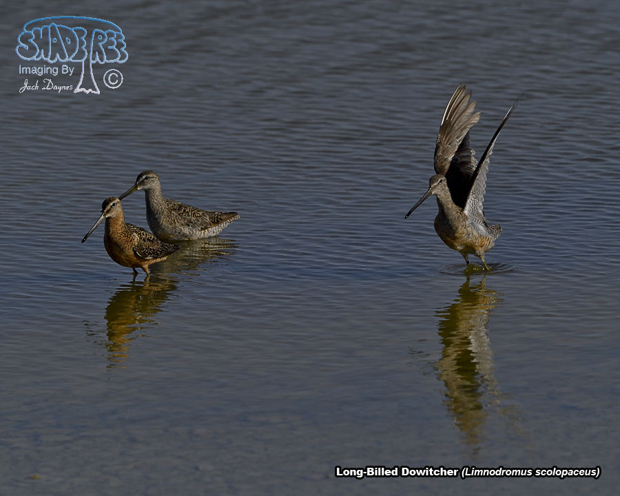 Long-Billed Dowitcher - Limnodromus scolopaceus