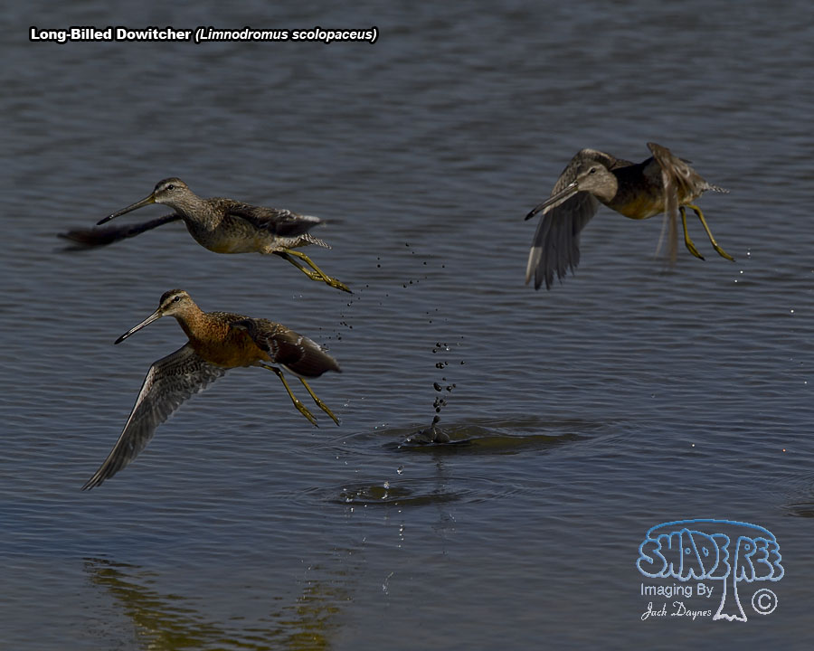 Long-Billed Dowitcher - Limnodromus scolopaceus