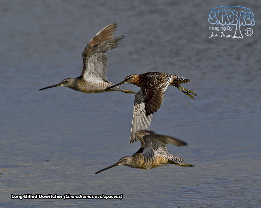 Long-Billed Dowitcher - Limnodromus scolopaceus