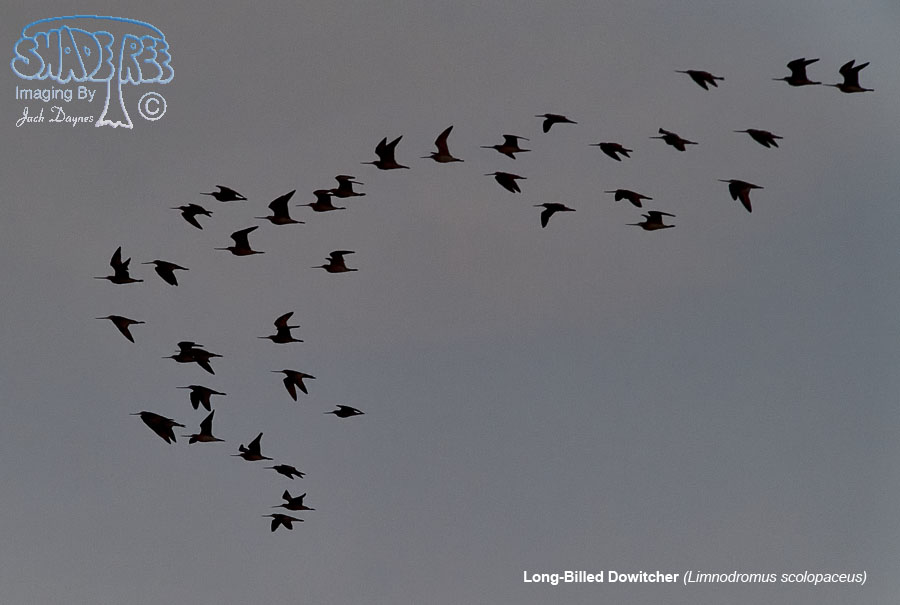 Long-Billed Dowitcher - Limnodromus scolopaceus