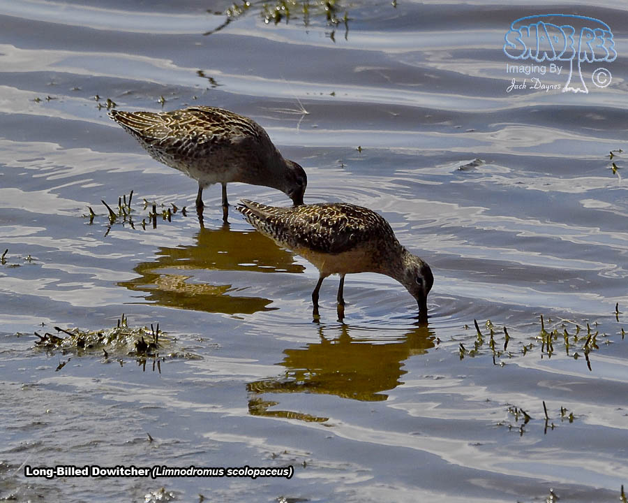 Long-Billed Dowitcher - Limnodromus scolopaceus