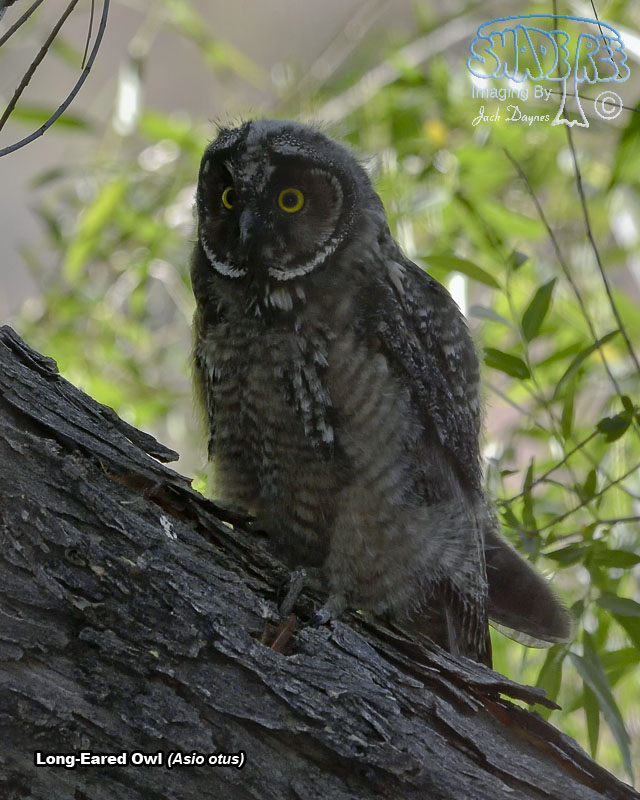 Long-Eared Owl - Asio otus