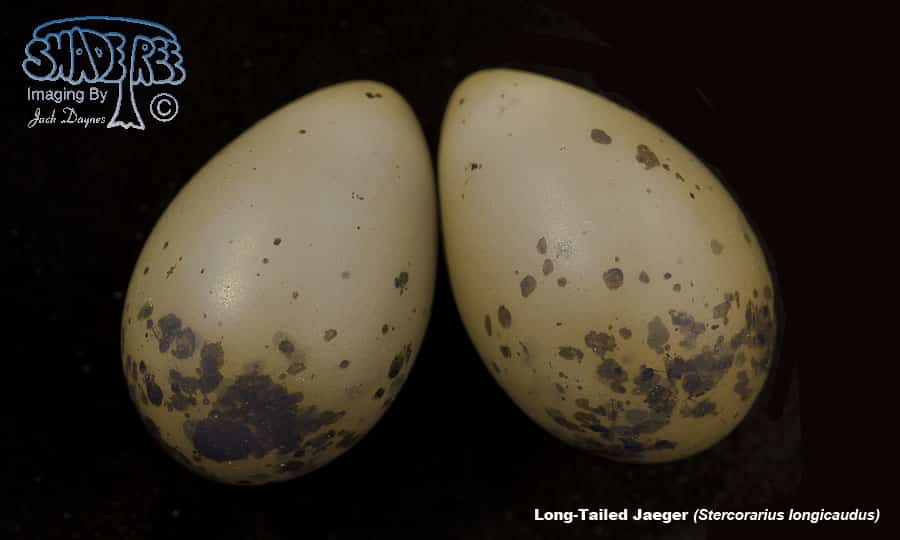 Long-Tailed Jaeger - Stercorarius longicaudus