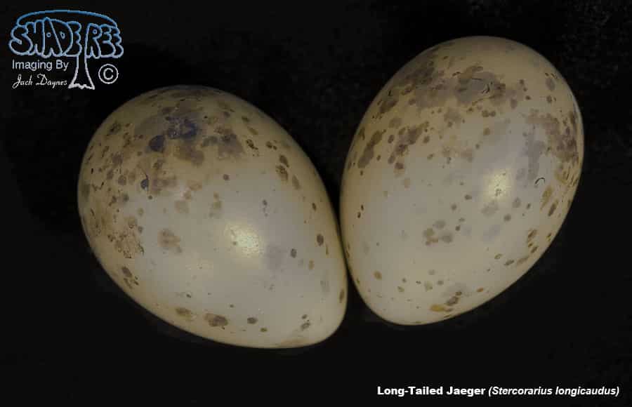 Long-Tailed Jaeger - Stercorarius longicaudus