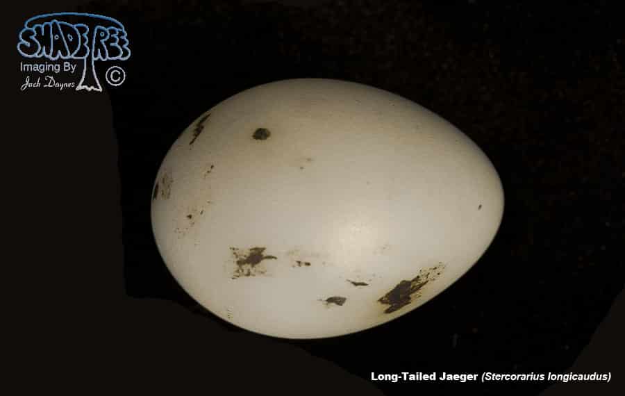 Long-Tailed Jaeger - Stercorarius longicaudus