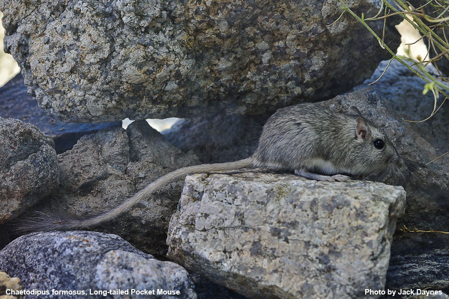 Long-Tailed Pocket Mouse - Chaetodipus formosus