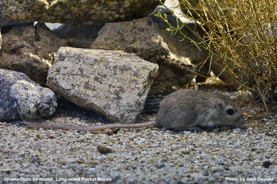 Long-Tailed Pocket Mouse - Chaetodipus formosus