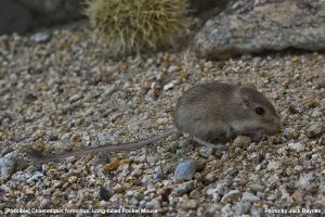 2016-10-16 Mammal Atlas Update