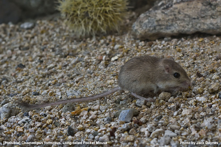 Probable Long-Tailed Pocket Mouse - Chaetodipus formosus